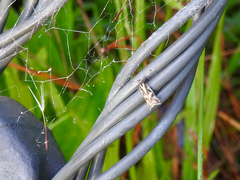 Epithymema incomposita