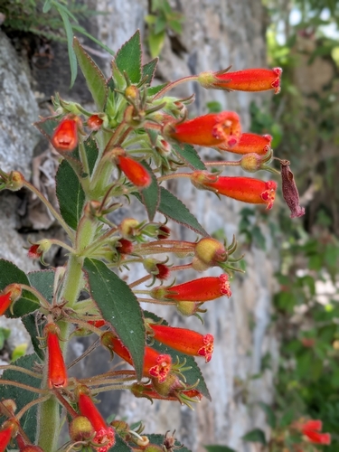 Kohleria hirsuta