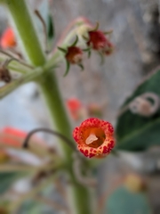 (c) Jon Paul Rodríguez, some rights reserved (CC BY) Kohleria hirsuta, photograph (c) Jon Paul Rodríguez, some rights reserved (CC BY)