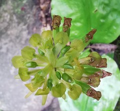 Malaxis histionantha