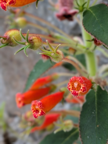 Kohleria hirsuta, photograph 3