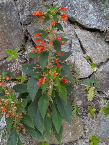 Kohleria hirsuta, photograph 5