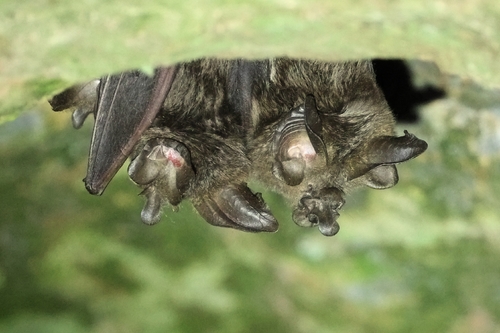 Kahuzi Horseshoe Bat