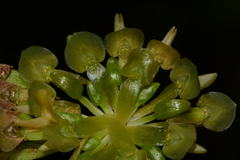 Malaxis histionantha