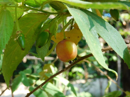 Muntingia calabura - Leaves