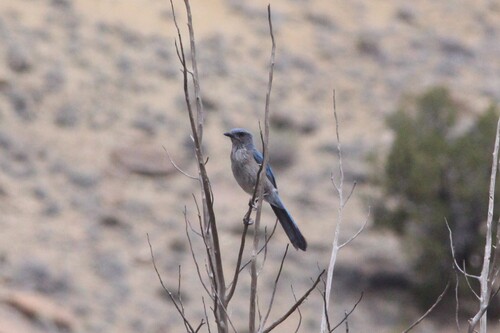 Woodhouse's Scrub-Jay