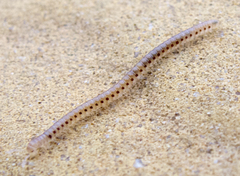 Blaniulidae