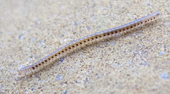 Blaniulidae