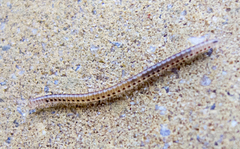 Blaniulidae