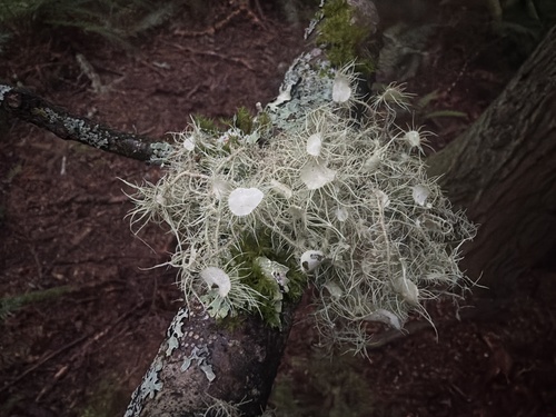 Usnea quasirigida observed 2026-05-13