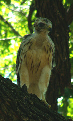 Buteo lineatus
