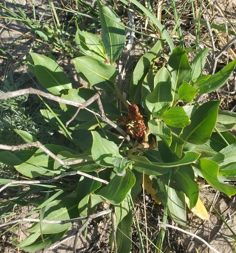 Rumex venosus, photograph 3