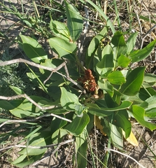 Rumex venosus, photograph (c) hr_dragonfly, some rights reserved (CC BY)