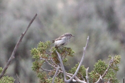 Rock Wren