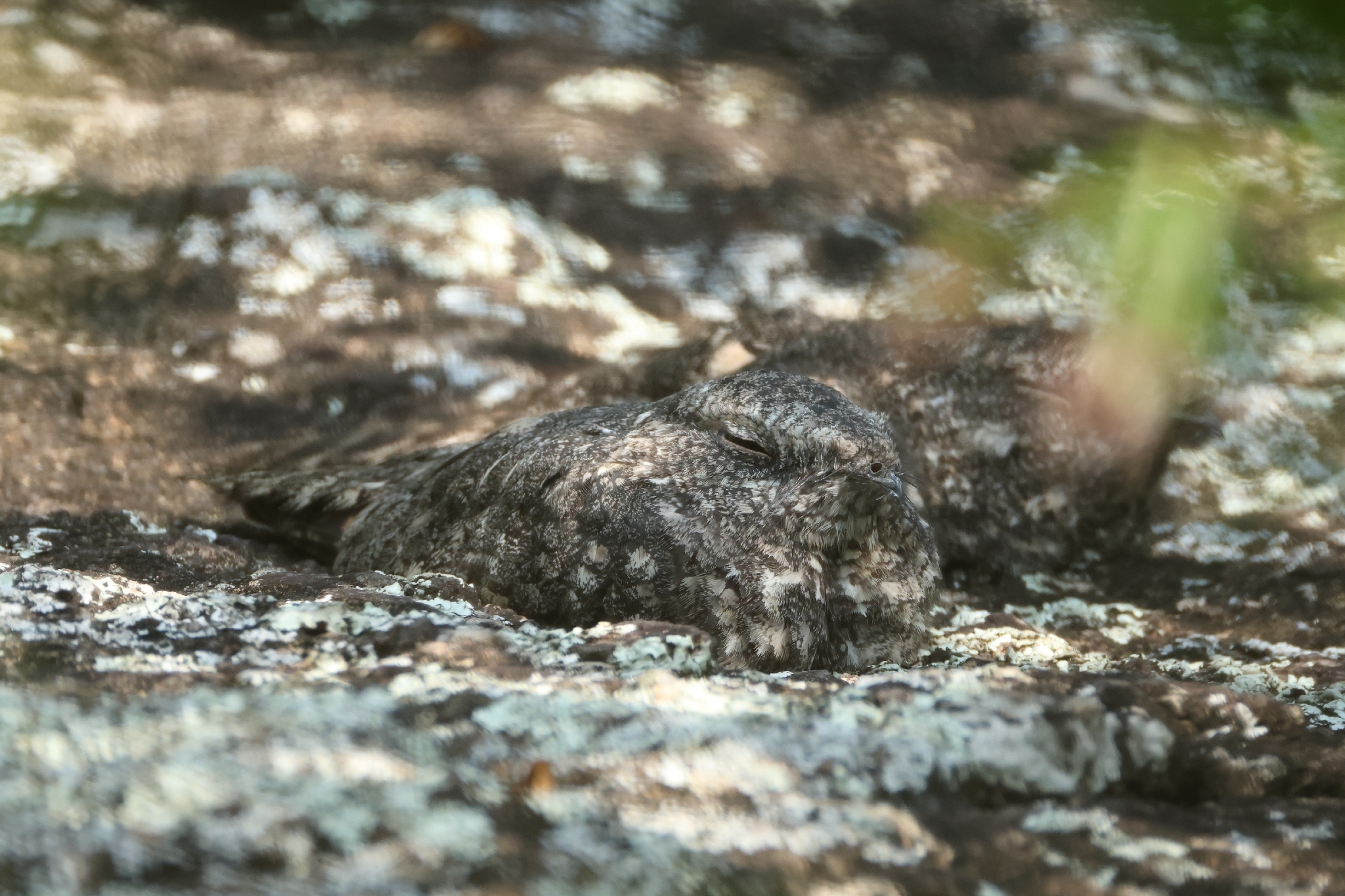 Freckled Nightjar (Caprimulgus tristigma), photo 2