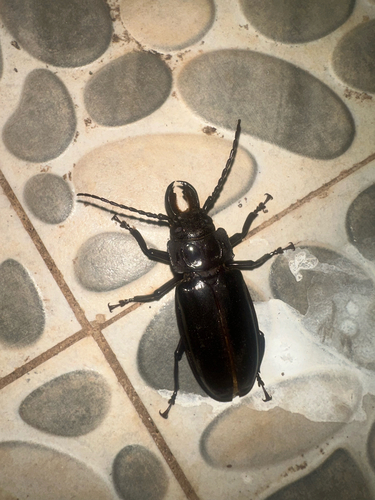 Mallodon downesii