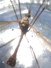 Tipulidae