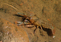 Procambarus simulans