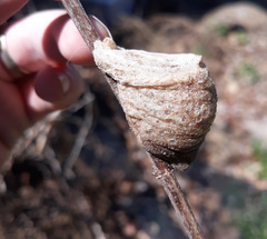 Tenodera sinensis