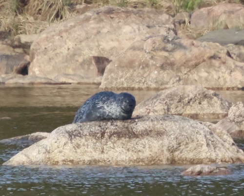 Saimaa Seal, South Karelia, FI-ES, FI, photo 9 of 10