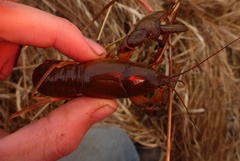 Lacunicambarus nebrascensis