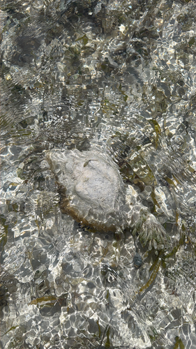 Turbinella angulata, 2026-05-13