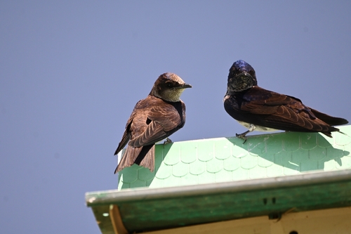 Purple Martin observed by mattyboy1976