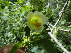 Hibiscus elegans