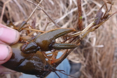 Lacunicambarus nebrascensis