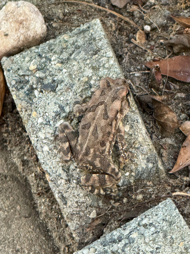 Fowler's Toad observed by gmaggio
