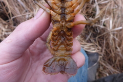 Lacunicambarus nebrascensis