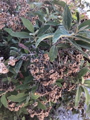 Pluchea carolinensis