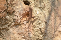 Sceloporus gadoviae