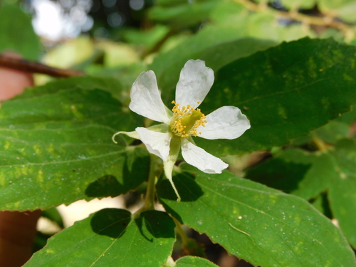 Muntingia calabura - Leaves
