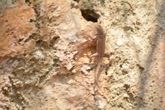 Sceloporus gadoviae