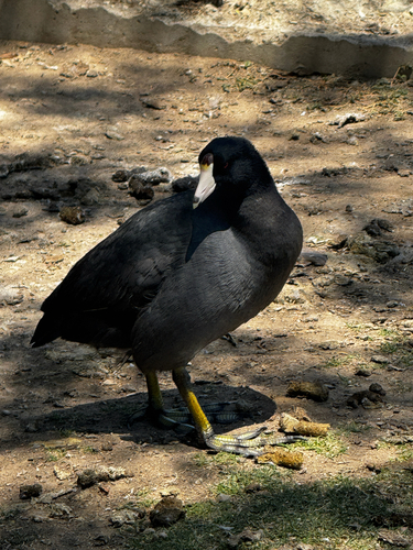 American Coot observed by meolmedo02