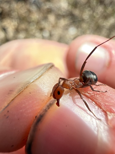 Formica fossacepsFormica fossaceps