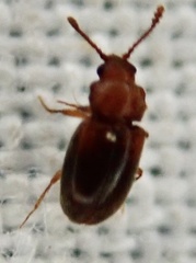 Cryptophagus scanicus