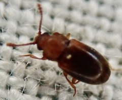 Cryptophagus scanicus