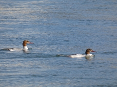 Mergus merganser