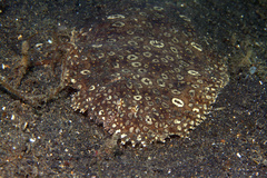 Pardachirus pavoninus