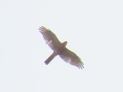 Accipiter rufiventris