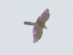 Accipiter rufiventris