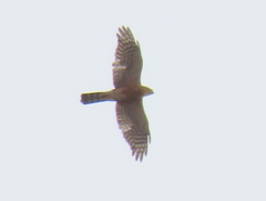Accipiter rufiventris