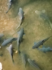 Neolissochilus stracheyi