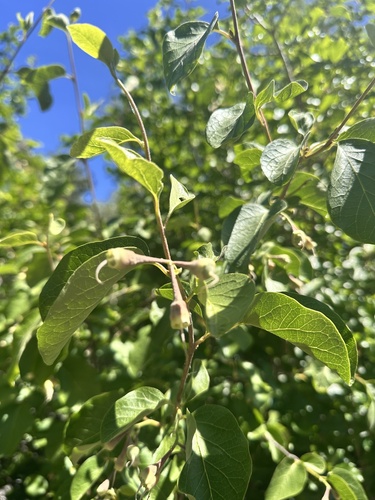 Styrax redivivus, photograph 3