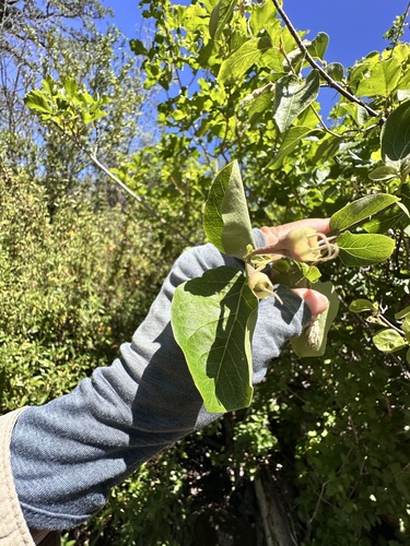 Styrax redivivus, photograph 4
