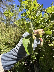 author not stated, no rights reserved Styrax redivivus, photograph author not stated, no rights reserved
