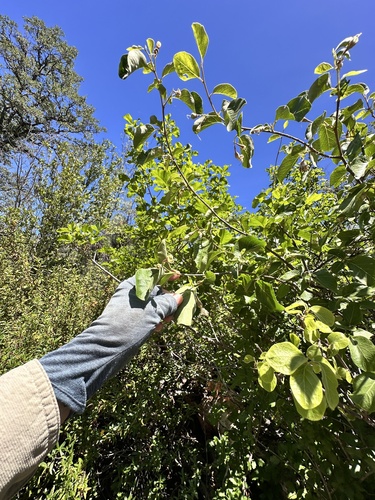 Styrax redivivus, photograph 5
