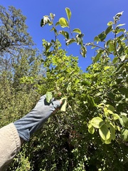 author not stated, no rights reserved Styrax redivivus, photograph author not stated, no rights reserved
